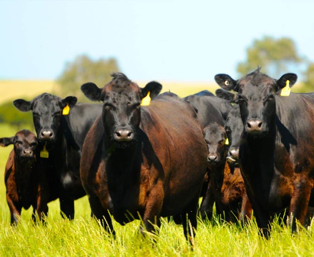 the Problem, Image of cows that cause methane emissions, getting combatted by Fremantle seaweed cattle feed