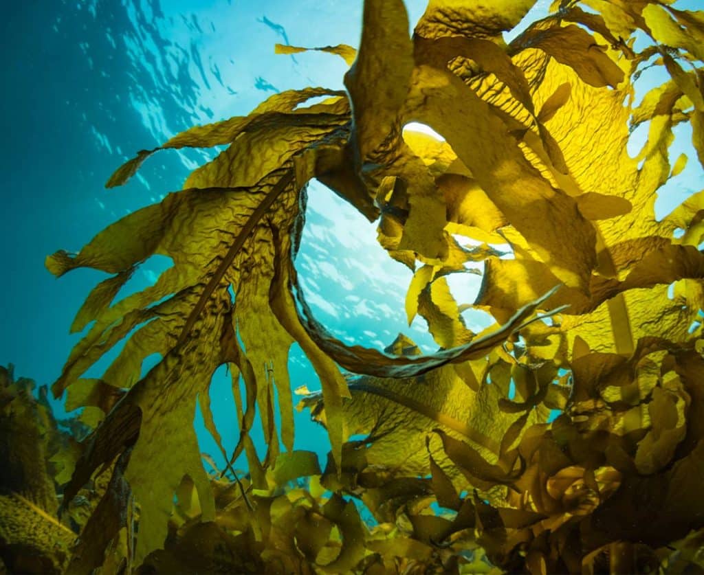 Asparagopsis and kelp Seaweed view from underwater at a seaweed farm named Fremantle Seaweed