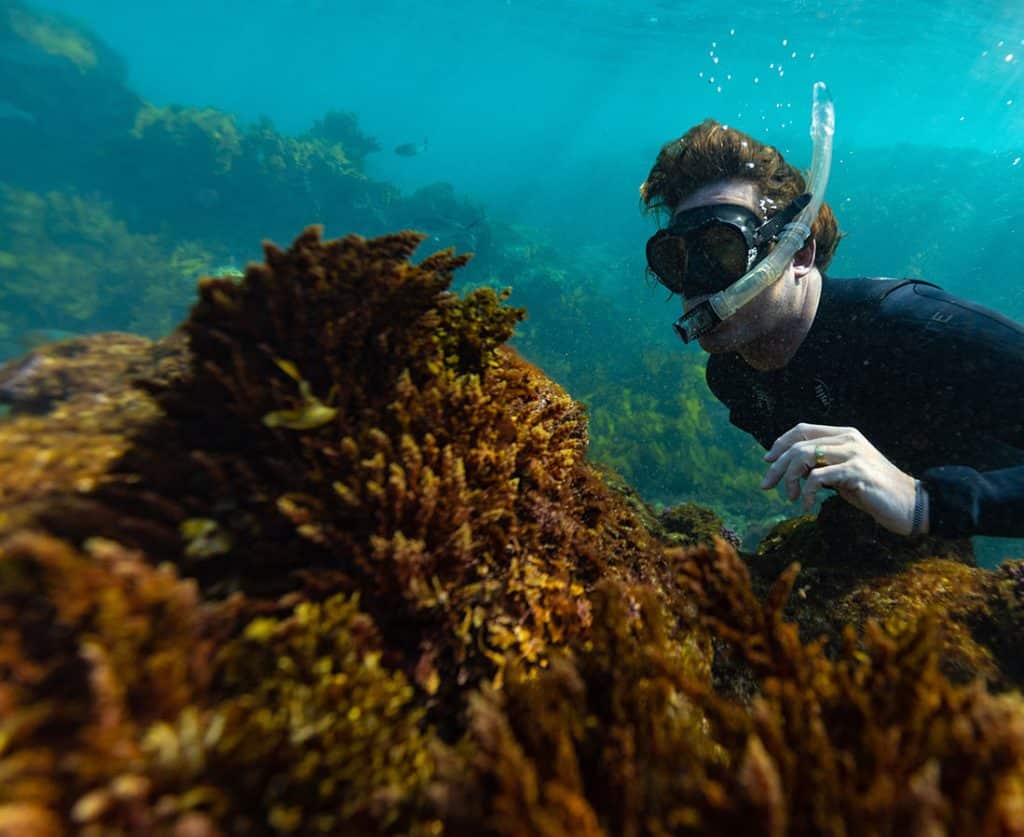 diver underwater at a seaweed farm analysing Asparagopsis seaweed