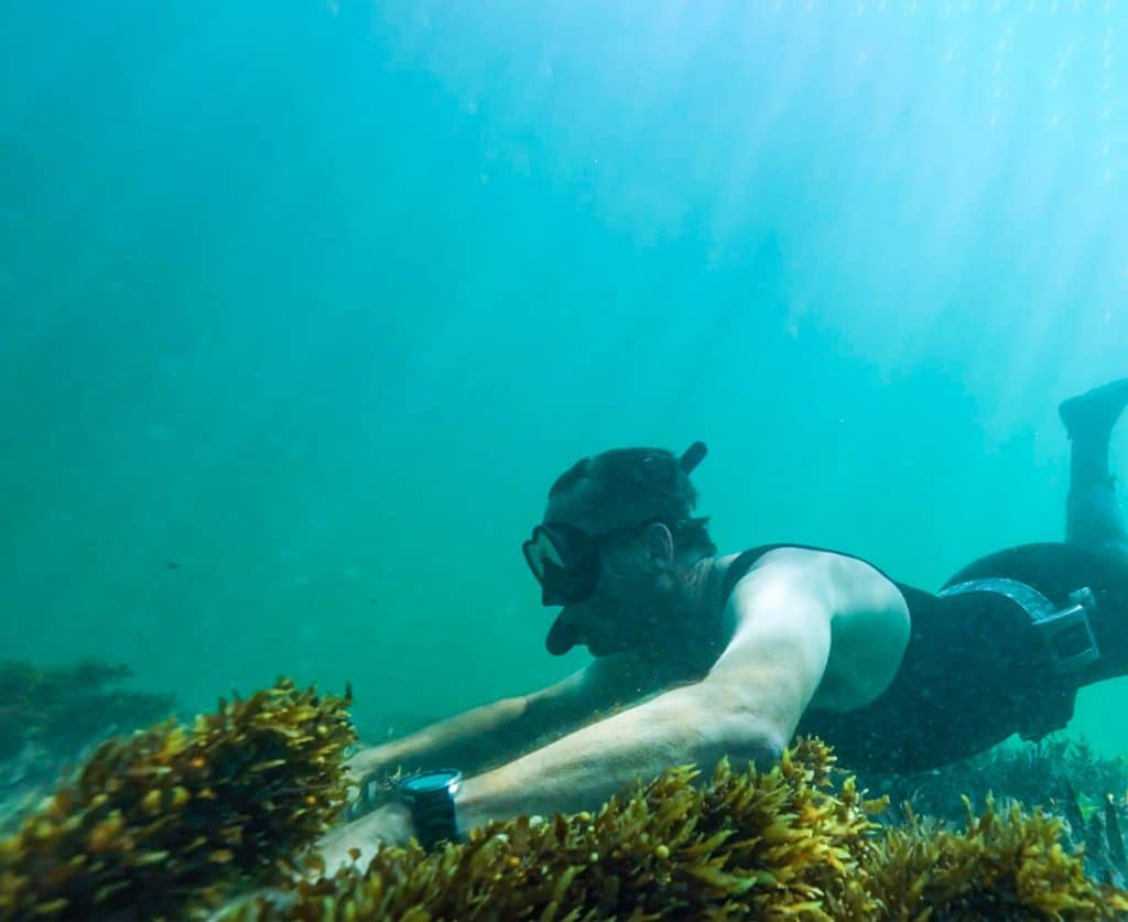 diver diving on a seaweed farm in western Australia wearing a wet suite